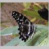 Papilio demodocus - Afrika - wien-a 01.jpg